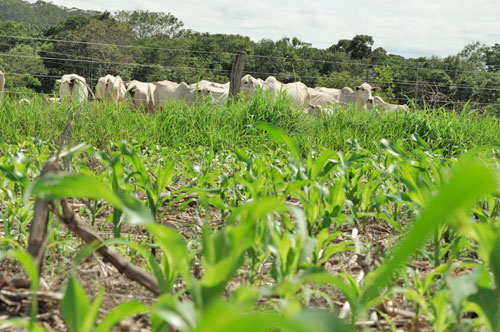 Sustentabilidade com o uso da ILP