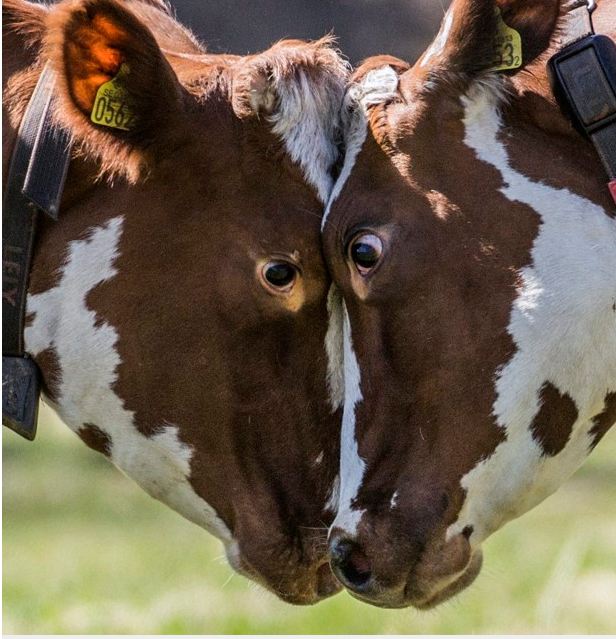 Frente a frente, vacas foram vistas 