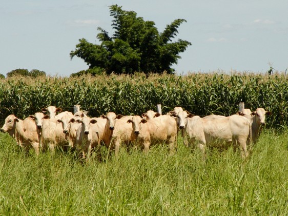 Aquecimento global não prejudica produção agropecuária no Brasil