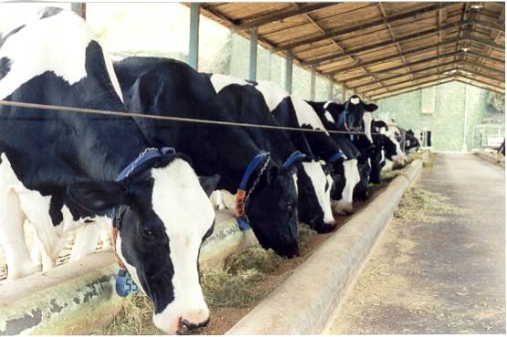 Suplementação bovina com capineira