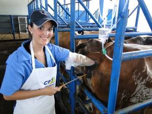 Inseminação artificial bovina