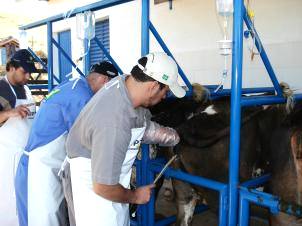 Inseminação artificial bovina