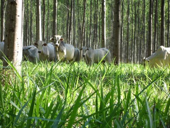 Integração Lavoura-Pecuária-Floresta (Sistema Barreirão)