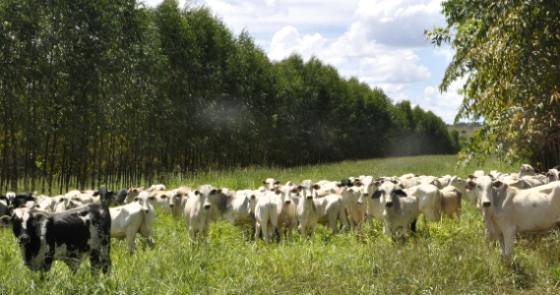 Importância do manejo e conservação para a agropecuária