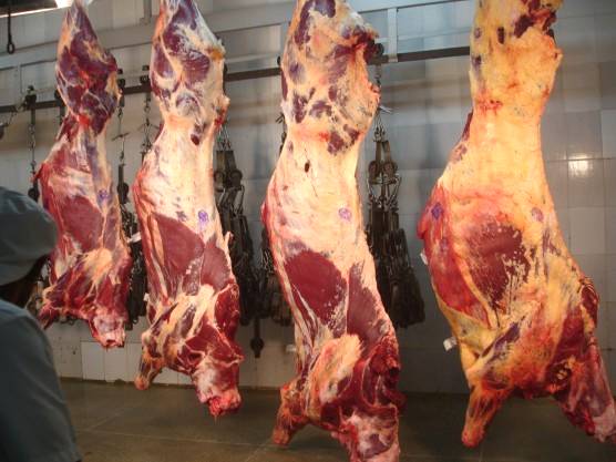 Tipificação e avaliação de carnes e carcaças bovinas