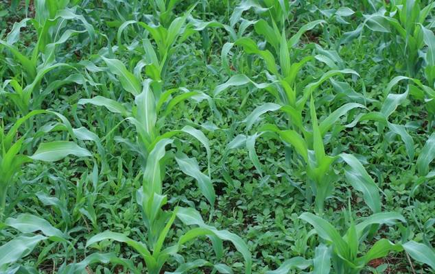 Prejuízos com a proliferação de plantas daninhas