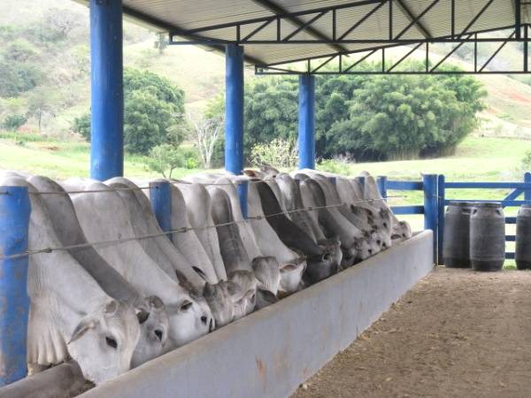 Importância no manejo alimentar adequado no rebanho bovino