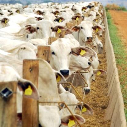 O desafio da produtividade da pecuária de corte brasileira