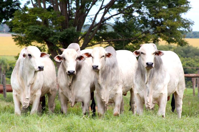 Primeiro semestre registra aumento das exportações de carne bovina