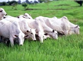 Seminário aponta caminhos da agropecuária brasileira para os próximos anos