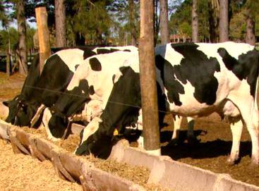 Instituto busca cruzamento ideal de bovinos para produção de leite