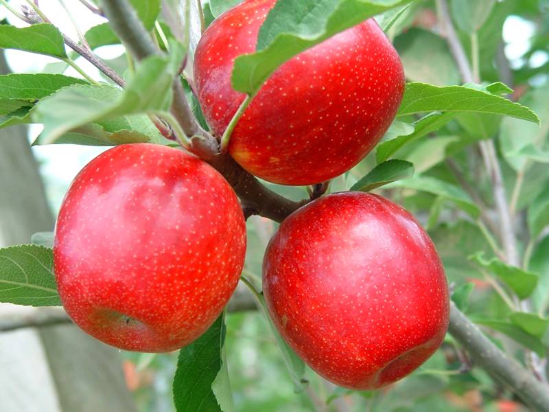 Produtores de maçã e batata fundam cooperativa em Palmas