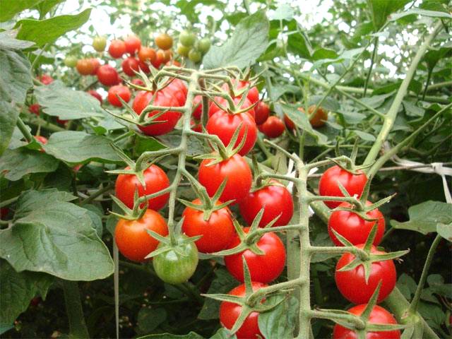 Dicas para um bom plantio de tomate