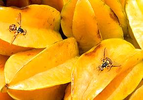 Mosca-da-Carambola é uma ameaça a fruticultura brasileira