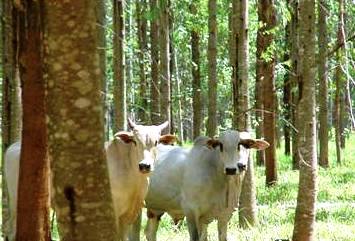 Sistema lavoura, pecuária e floresta é a tendência em tempos de sustentabilidade.