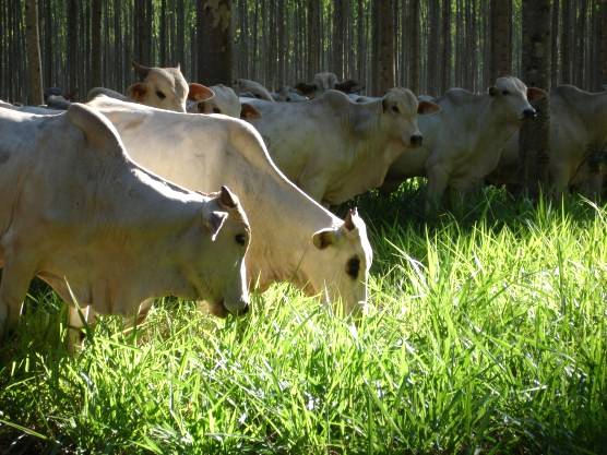 Manejo correto da pastagem ajuda a elevar a produção bovina