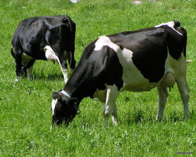 Produtividade leiteira e a eficiência do manejo