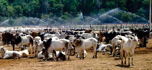 Poeira pode atrapalhar produtividade bovina