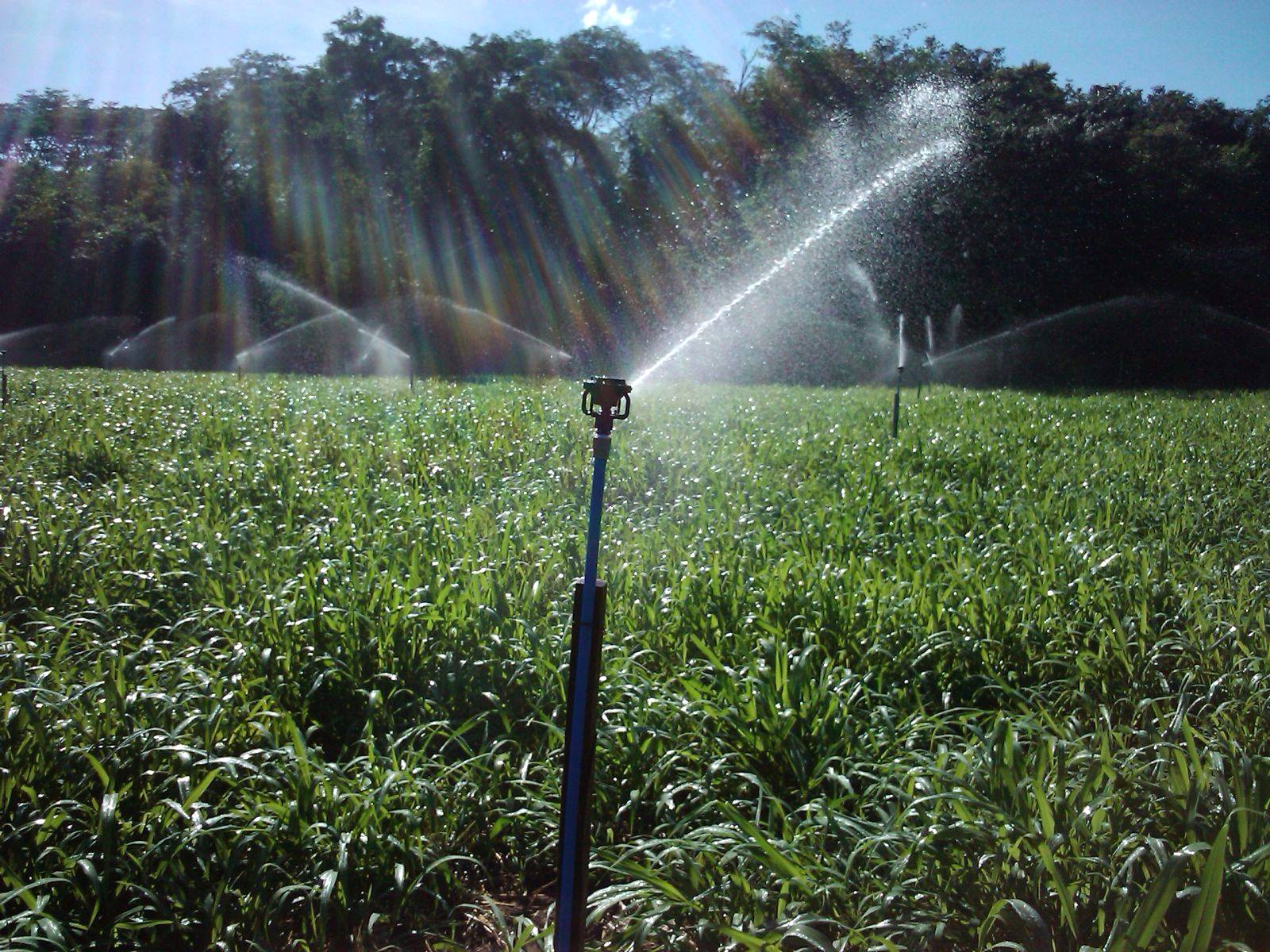 Sucesso agrícola depende de um eficiente projeto de irrigação e drenagem