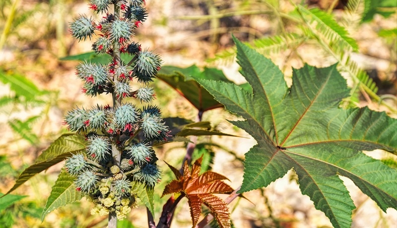 Plantas tóxicas